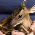 pocket_deer.jpg