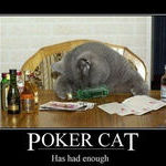 poker_cat2.jpg