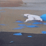 poks_poks_poks2.gif