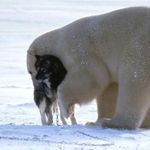 polar_bear_dog.jpg