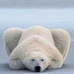 polar_bear_lying_down_like_a_cat.jpg