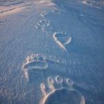 polar_bear_tracks.jpg