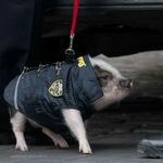 poliisipossu.jpg