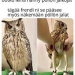 pollon_jalat.jpg