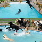 pool_party_for_dogs.jpg