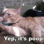 poop_cat.jpg
