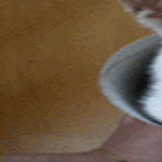 popup_kitty.gif