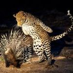 porcupine_vs_leopard.jpg