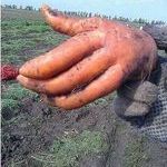 porkkanahandy.jpg