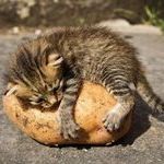 potatoe_cat.jpg