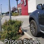 prisonbreak.jpg