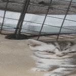 prisonbreakcat3.gif