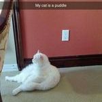 puddle_cat.jpg