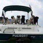 pugboat.jpg