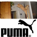 puma_cat.jpg