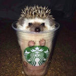pumpkin_spikes_latte.jpg