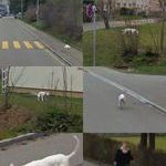 puppy_street_view.jpg