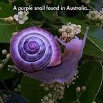 purple_snail.jpg