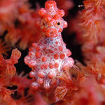 pygmy_seahorse.jpg