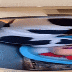 pyykkipaiva5.gif