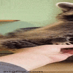 raccoon4.gif