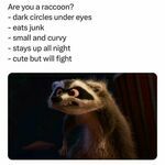 raccoons.jpg