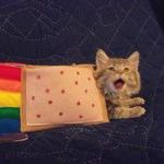 real_nyan_cat.jpg