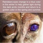 reindeers_eyes.jpg