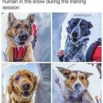 rescuedogs.jpg