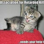 retarded_kittens.jpg