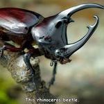 rhinoceros_beetle.jpg