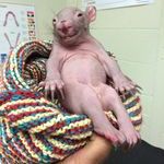 ridiculously_photogenic_baby_wombat.jpg