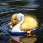 rubber_ducky.jpg