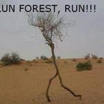 run_forest_run.jpg