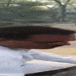 ruokintaa3.gif