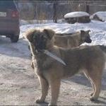 russian_dog.jpg