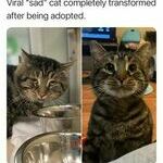 sadcat.jpg