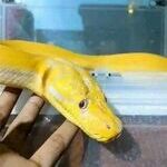 sadsnake.jpg