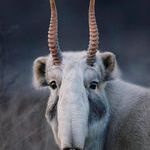 saiga_antelope.jpg