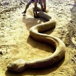 sandsnake.jpg
