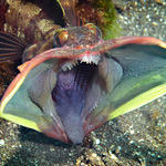 sarcastic_fringehead.jpg