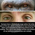 sclera.jpg
