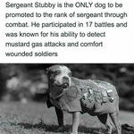 sergeant_stubby.jpg