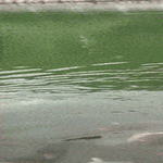 seuraa_johtajaa4.gif