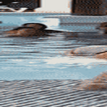 shaker.gif