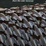 sharkskin.jpg