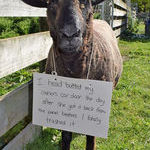 sheep_shaming.jpg