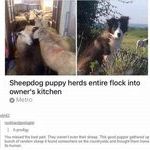 sheepdog2.jpg