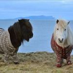 shetland_ponies.jpg