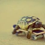 skater_turtle.jpg